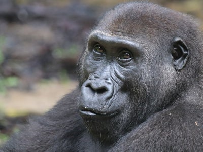 Close-up of a gorilla