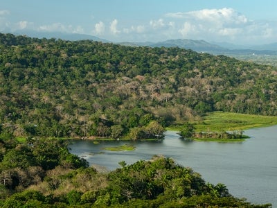 Panoramic shot of rainforest and water (Gamboa Rainforest Reserve in Panama)