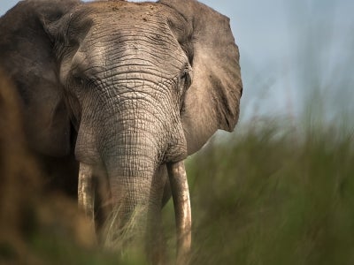 Close up of forest elephant