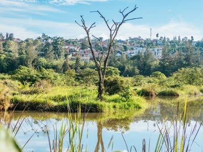 Tree standing out among an urban wetland eco park in Kigali, Rwanda