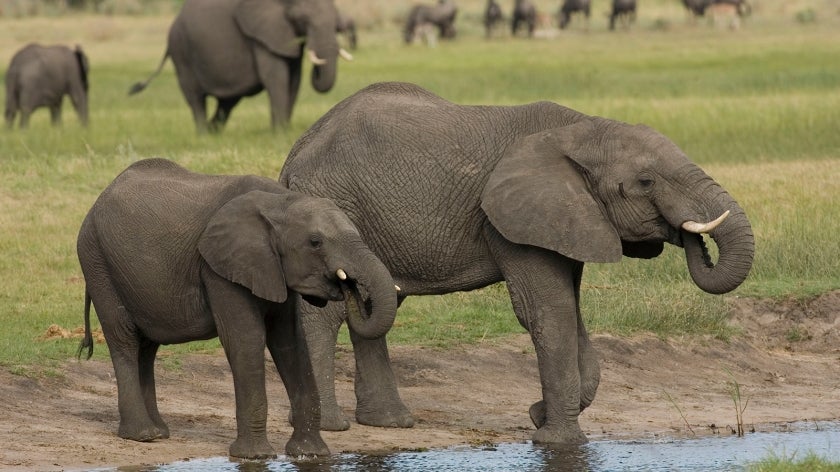Elephants at a water source in Botswana