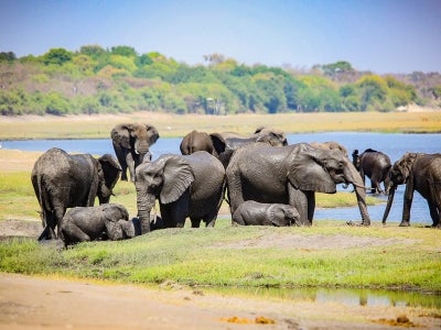 Pack of elephants near water in Botswana