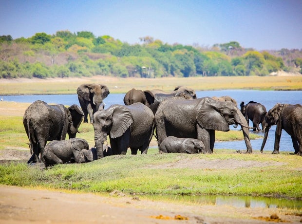 Pack of elephants near water in Botswana
