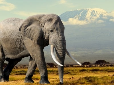 Elephant walking with mountain in background