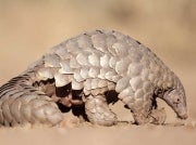 pangolin