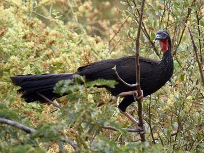 White-winged Guan (Penelope albipennis) in Chaparri Private Conservation Area in Lambayeque in northern Peru. Sitting in a tree
