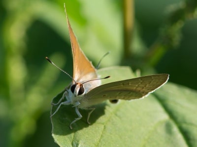 Common Brown Playboy Butterfly on a leaf