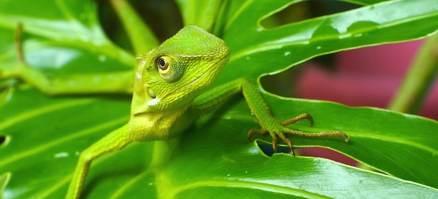Borneo calot on a leaf