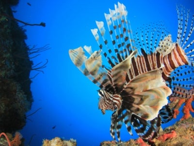 An invasive lionfish